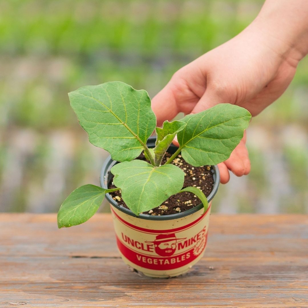 Eggplant – Classic – 4″ Pot